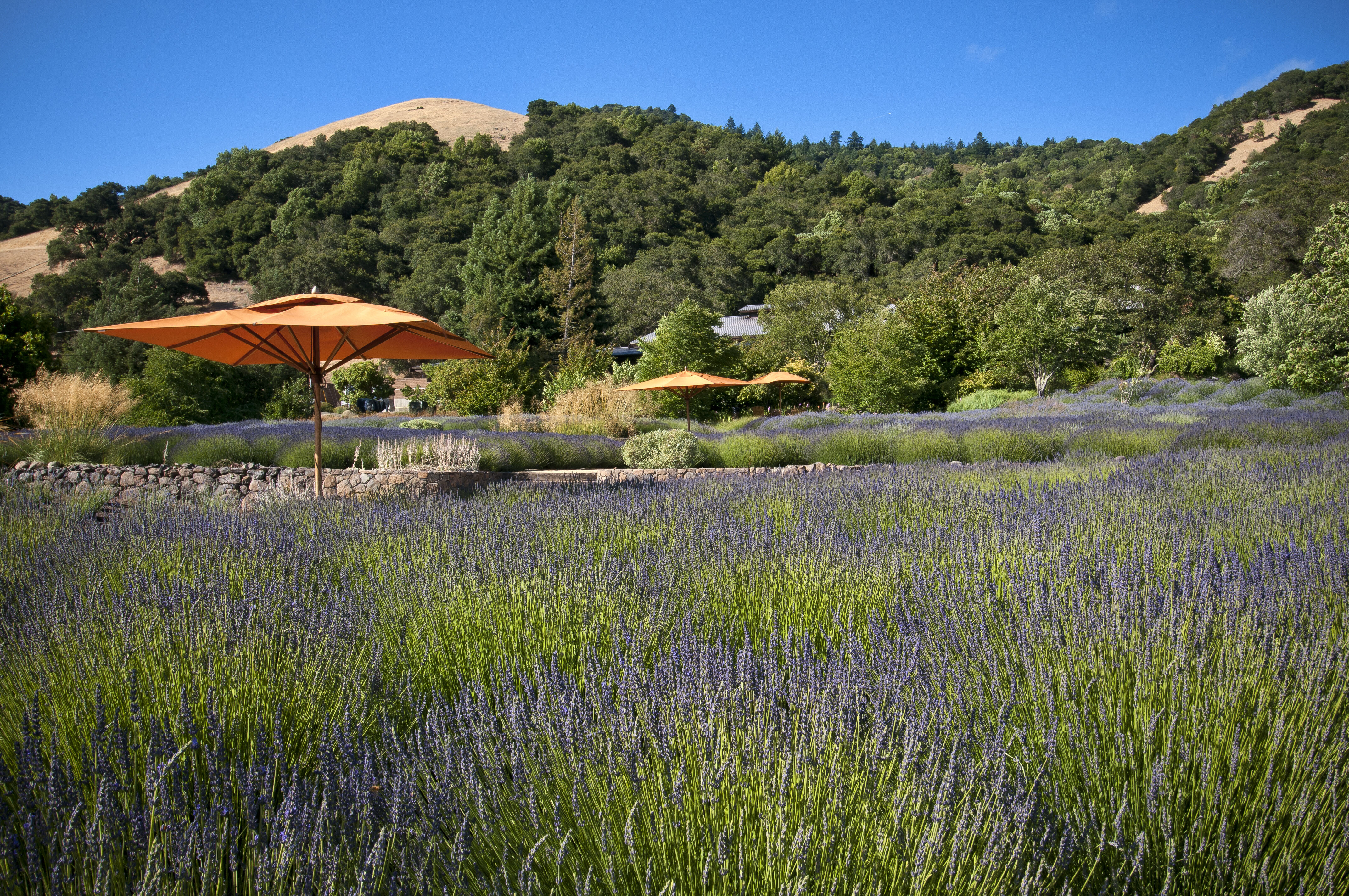 A lavender field with a mountain in the background and three orange umbrellas.