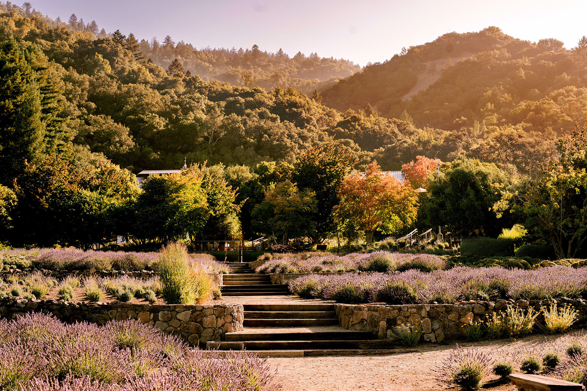 A field of lavender and a hill with trees in the background.