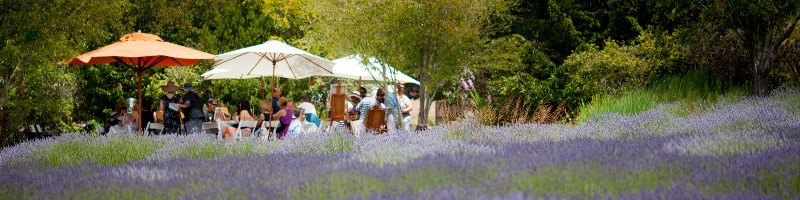 Taste of Bennett Valley