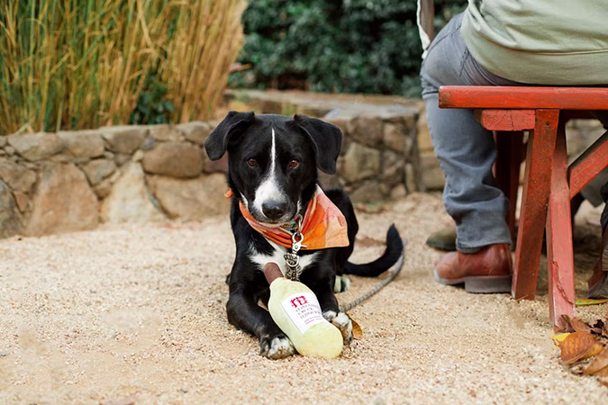 White and black dog with a wine dog toy