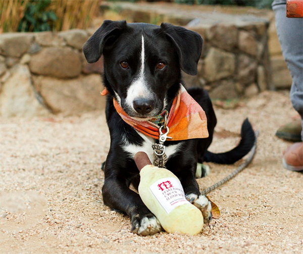 Dog Day at Matanzas Creek