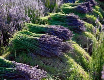 Lavender Market