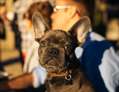 Matanzas Creek Winery Pet Policy
