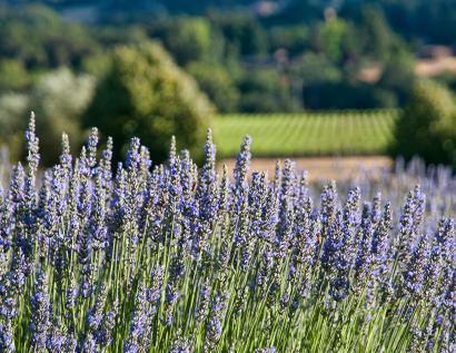 Self Guided Lavender Tour