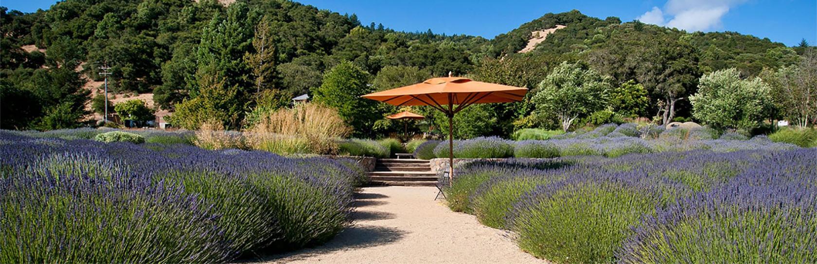 Yoga in the Lavender Fields