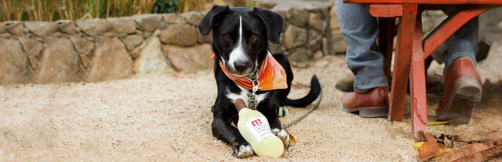 Celebrate Dog Day at Matanzas Creek